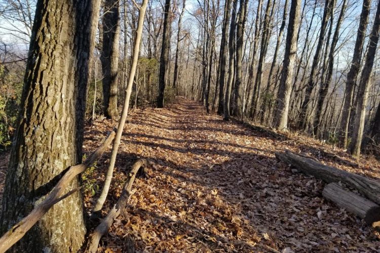 A peaceful wooded path lined with bare trees and a carpet of fallen leaves, with sunlight filtering through the branches.