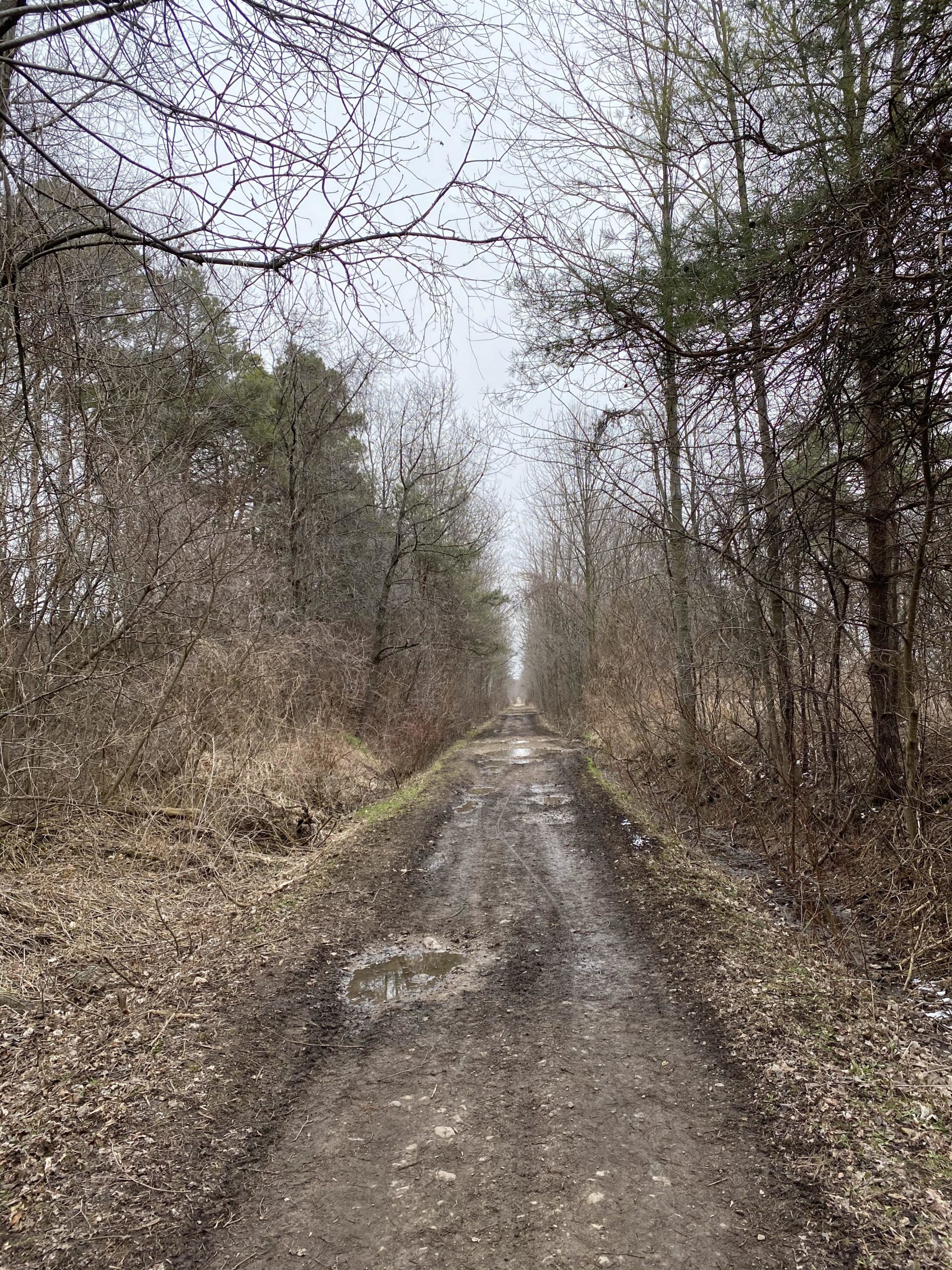 A narrow, muddy dirt path surrounded by leafless trees and sparse foliage, leading into a gray, overcast sky. The path shows signs of moisture with puddles along the edges, suggesting a recent rain. The scene evokes a sense of tranquility and solitude in a natural setting, with no visible people present. G2G mountain bike trail.