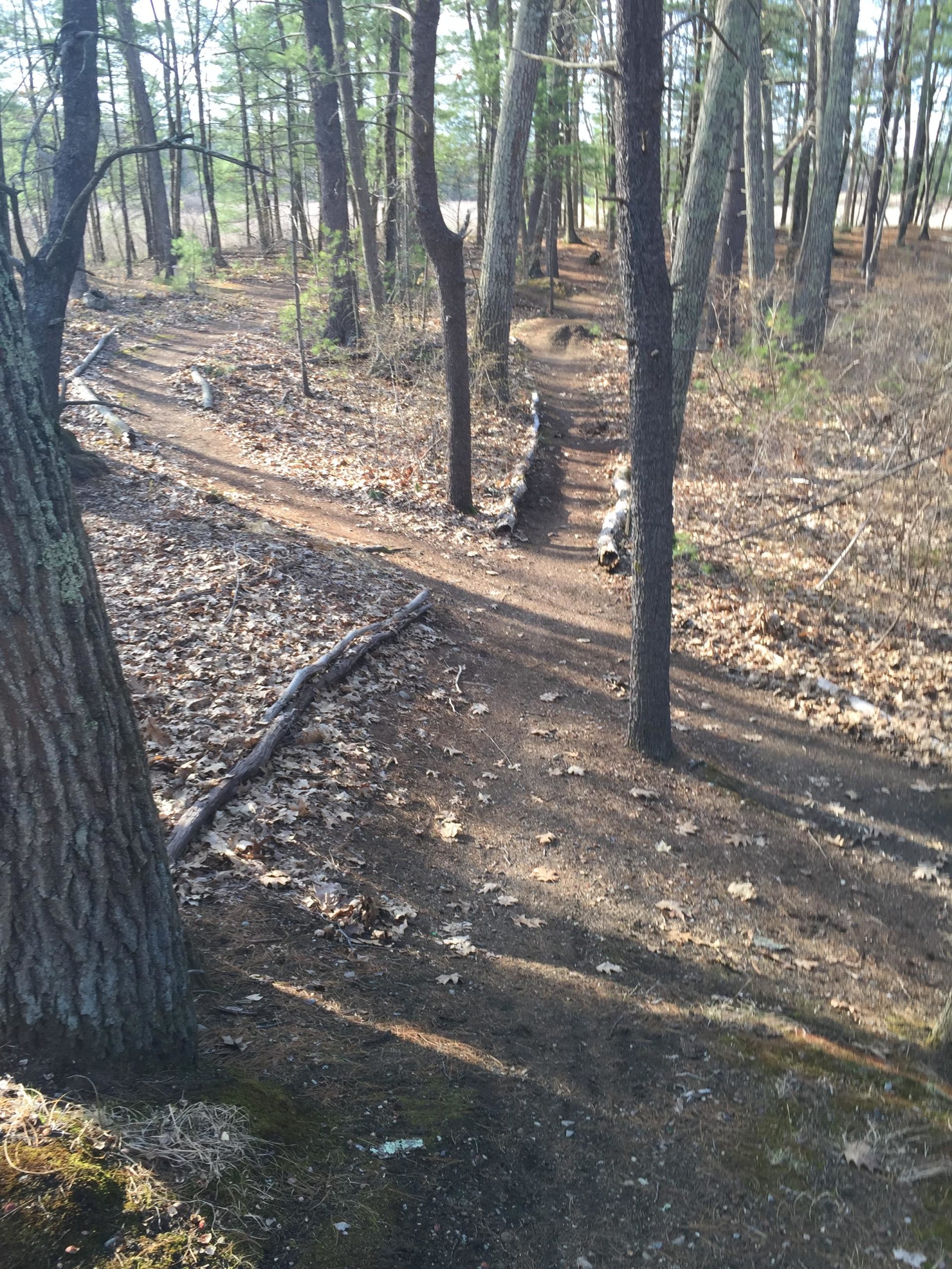 A winding dirt path through a forest, surrounded by tall trees and patches of dry leaves. The trail features natural log barriers and sunlight filtering through the branches. Hitchinpost Greens mountain bike trail.