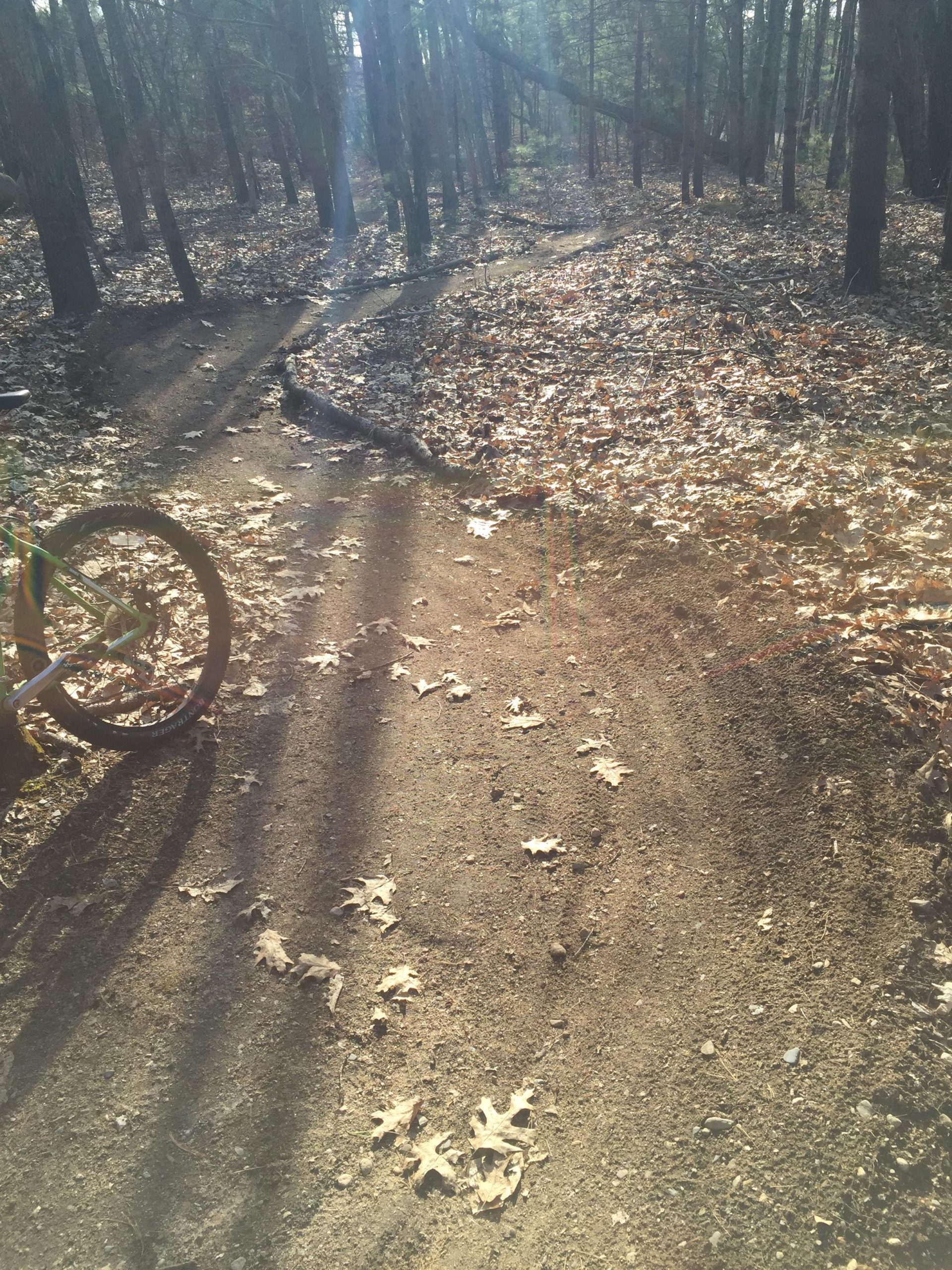 A bicycle rests on a dirt trail surrounded by trees, with fallen leaves scattered on the ground. Sunlight filters through the branches, creating a warm glow in the forest. The trail splits into two directions, bordered by shadows and natural debris. Hitchinpost Greens mountain bike trail.