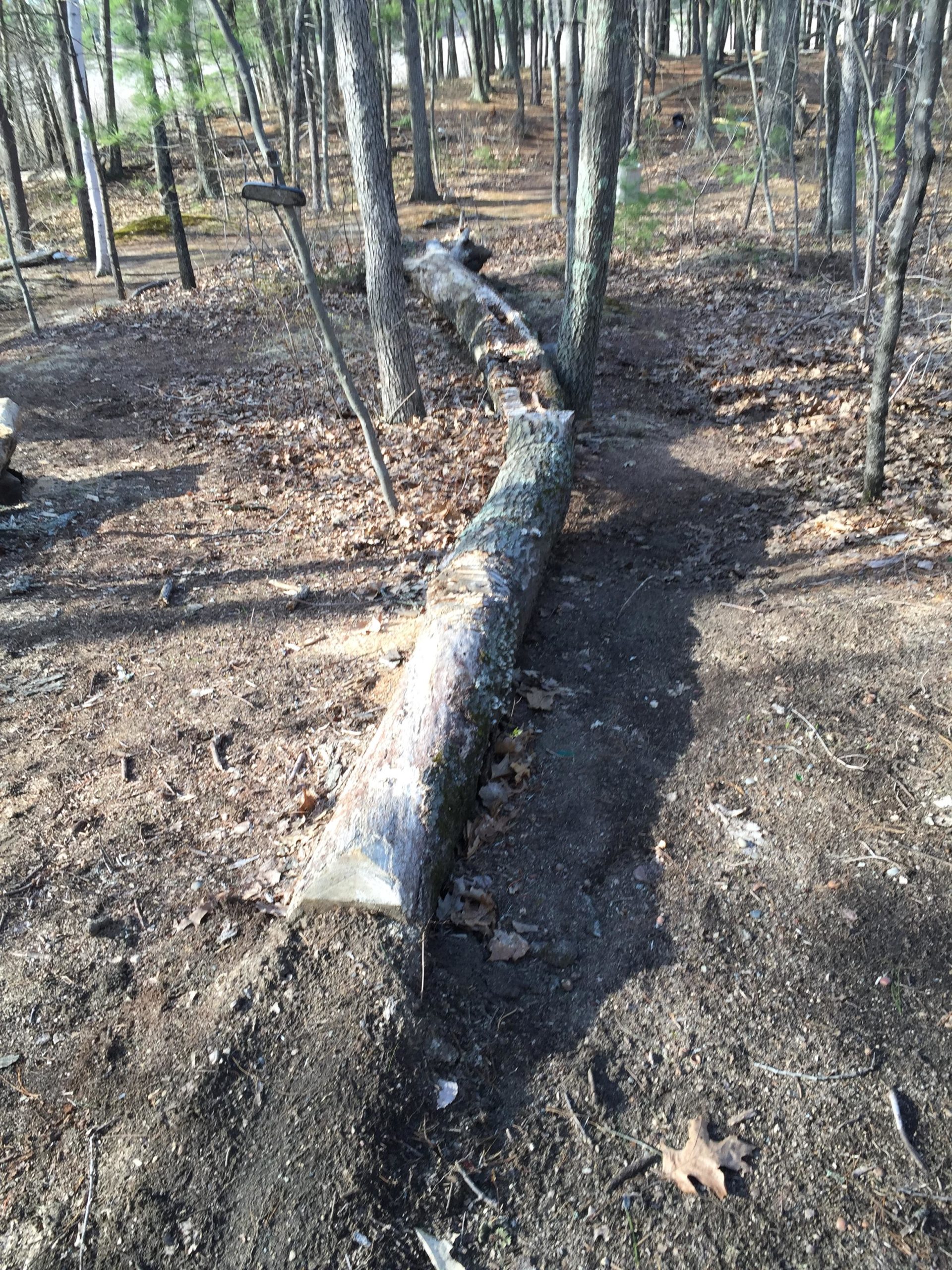 A sunlit forest scene featuring a fallen log on a dirt path, surrounded by trees and scattered leaves. The log is partially embedded in the ground, and the forest floor is mostly bare with a few scattered leaves. Hitchinpost Greens mountain bike trail.