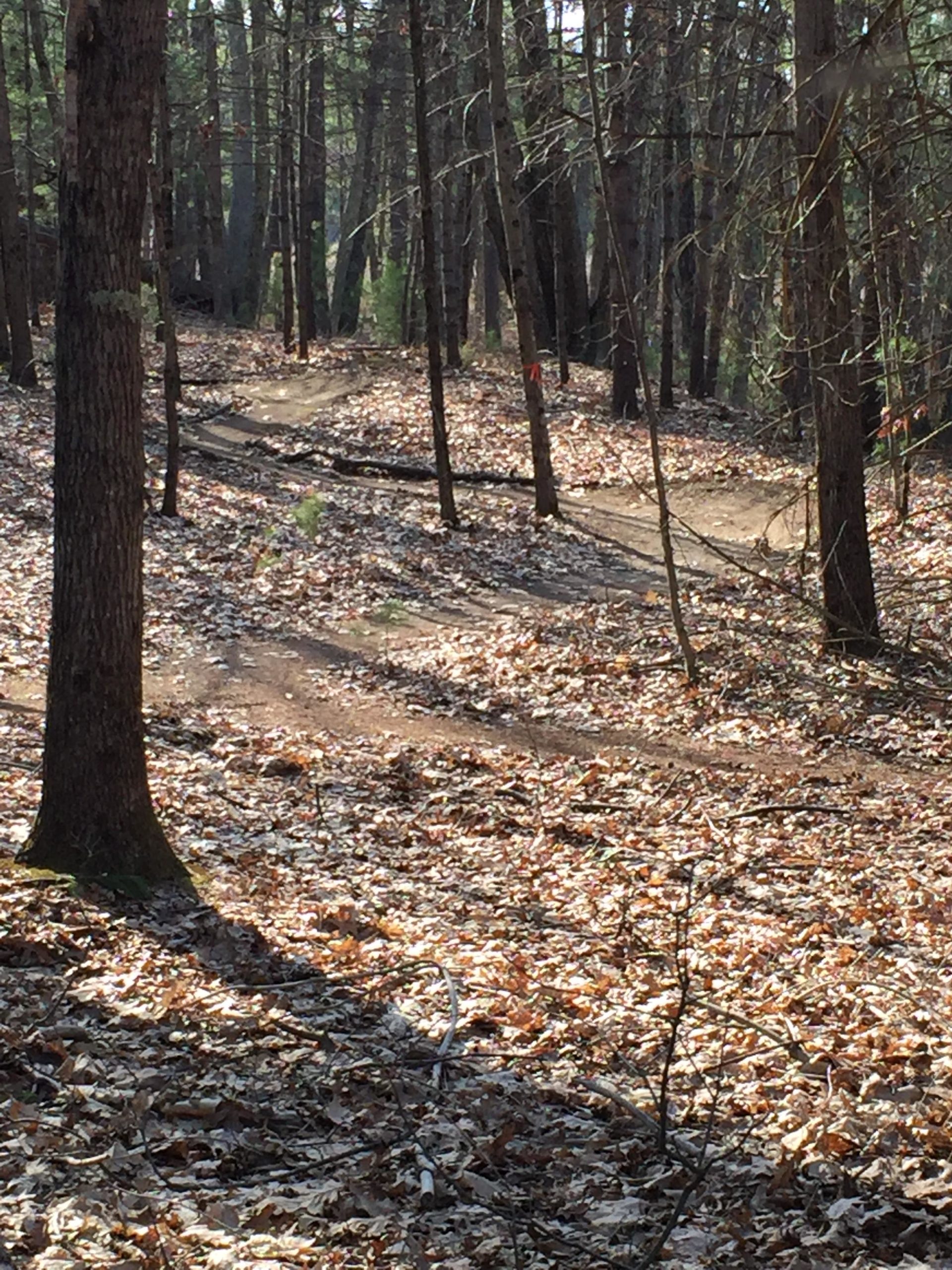A winding dirt trail through a forest floor covered with fallen leaves, surrounded by tall trees. Sunlight filters through the branches, casting shadows on the ground. Hitchinpost Greens mountain bike trail.