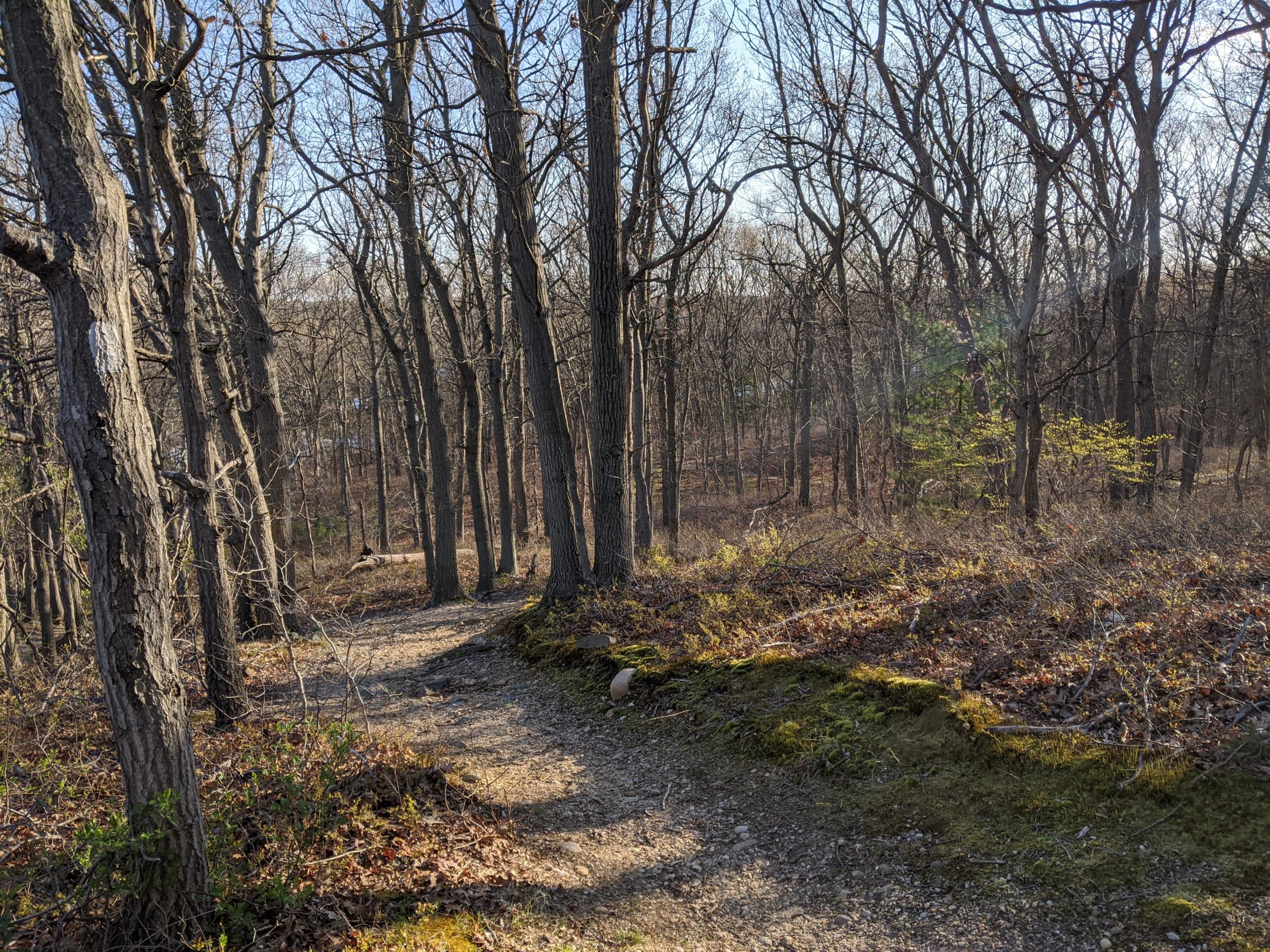A winding dirt path through a forested area, lined with bare trees and sparse underbrush. The sunlight filters through the branches, creating a serene atmosphere. Glacier 8 (Hidden Pond Park) mountain bike trail.