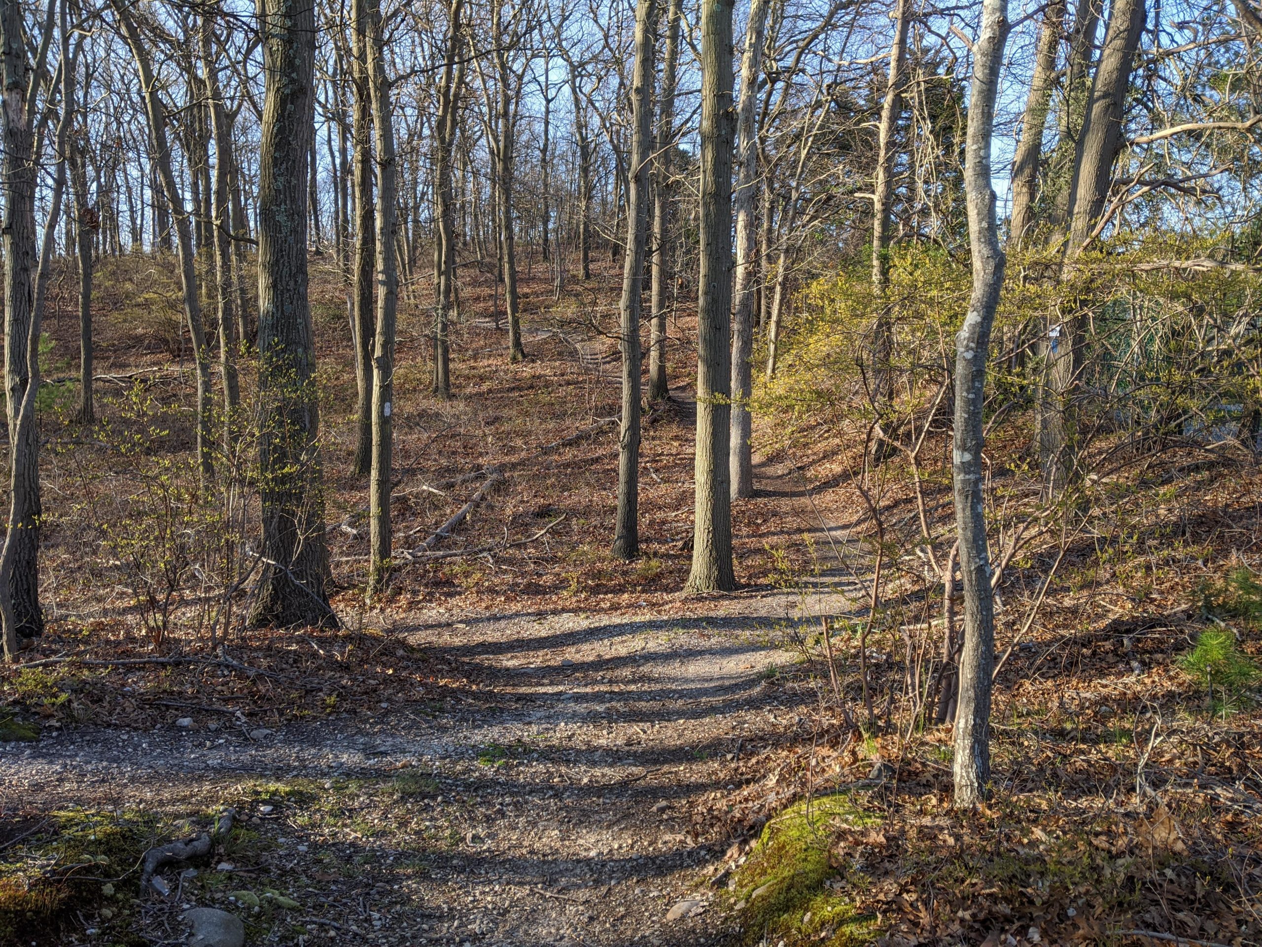 A narrow dirt path winding through a wooded area, surrounded by tall, bare trees. The ground is covered with dry leaves and scattered twigs, with patches of green foliage emerging. The sunlight filters through the branches, casting soft shadows on the trail. Glacier 8 (Hidden Pond Park) mountain bike trail.