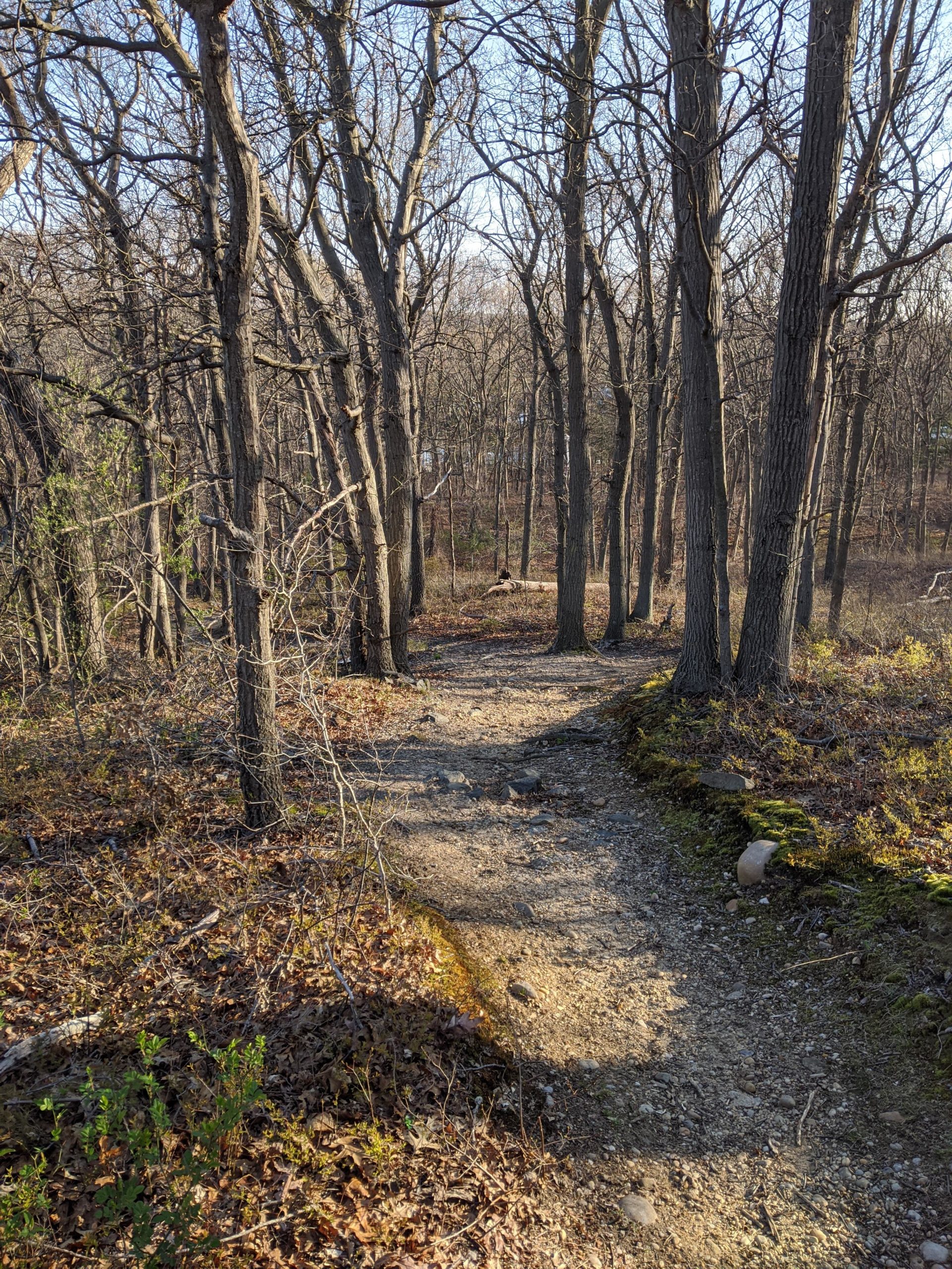A winding dirt path through a forest, surrounded by bare trees with branches reaching upward. The ground is slightly rocky, with patches of brown leaves and green underbrush, and the sunlight casts shadows on the path. Glacier 8 (Hidden Pond Park) mountain bike trail.