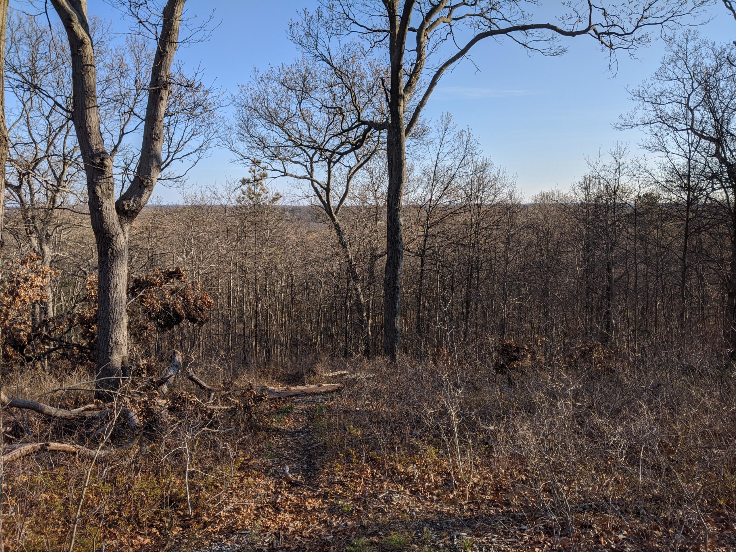 A scenic view of a forest during late autumn, featuring bare trees with sparse leaves and a winding path. The background shows a landscape of densely wooded areas under a clear blue sky. Some fallen branches and dried foliage are scattered along the ground, adding to the natural setting. Glacier 8 (Hidden Pond Park) mountain bike trail.