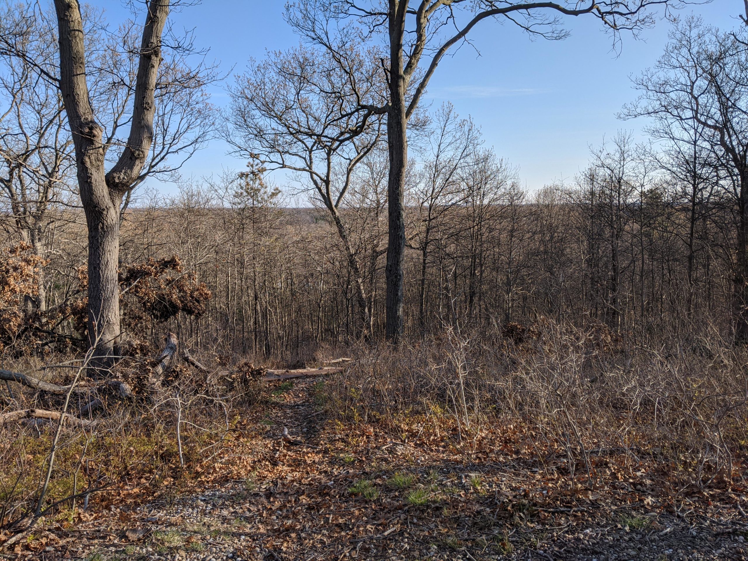 A peaceful landscape featuring a view of a wooded area with bare trees against a blue sky. The ground is covered in fallen leaves and small shrubs, leading to a narrow path through the underbrush. Sunlight filters through the trees, illuminating the natural scenery. Glacier 8 (Hidden Pond Park) mountain bike trail.
