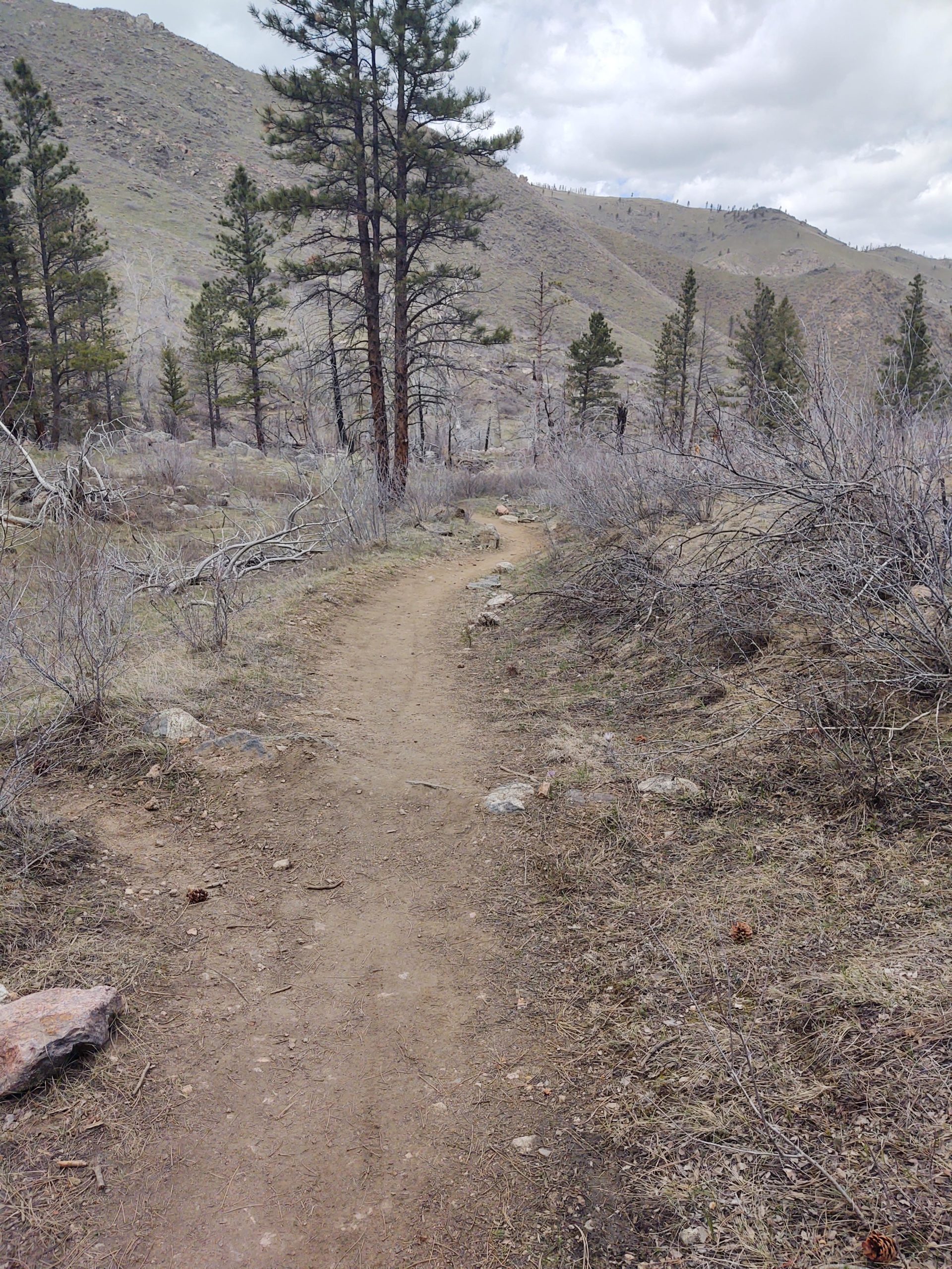 A dirt trail winding through a mountainous landscape, flanked by tall pine trees and sparse underbrush. The path leads into the distance, bordered by rocks and dry vegetation, under a cloudy sky. Young Gulch mountain bike trail.