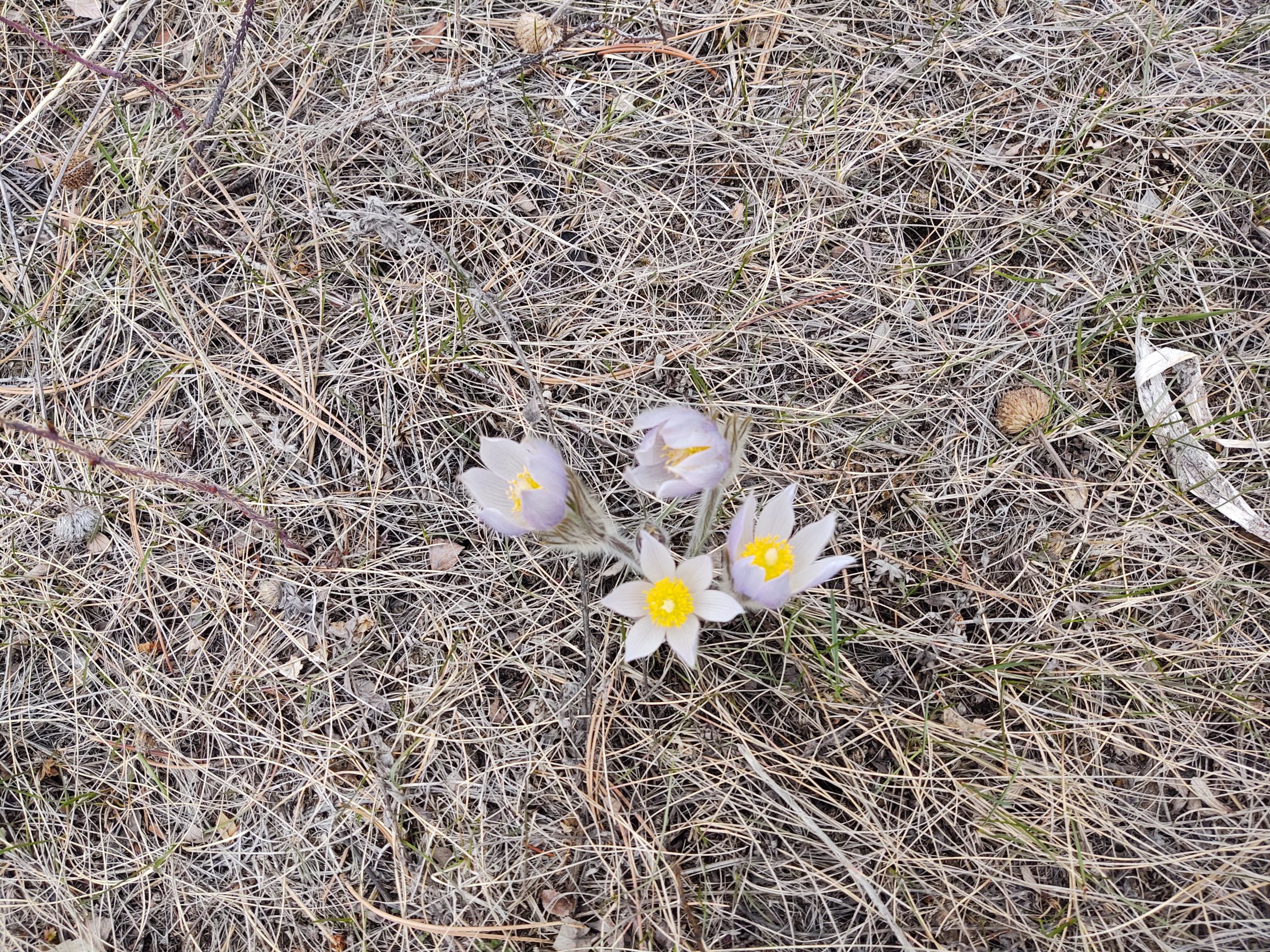 A cluster of delicate gray flowers with yellow centers, partially surrounded by dry, brown grass and small twigs. The flowers appear to be emerging from the ground, showcasing their soft petals and vibrant color against the muted background. Young Gulch mountain bike trail.