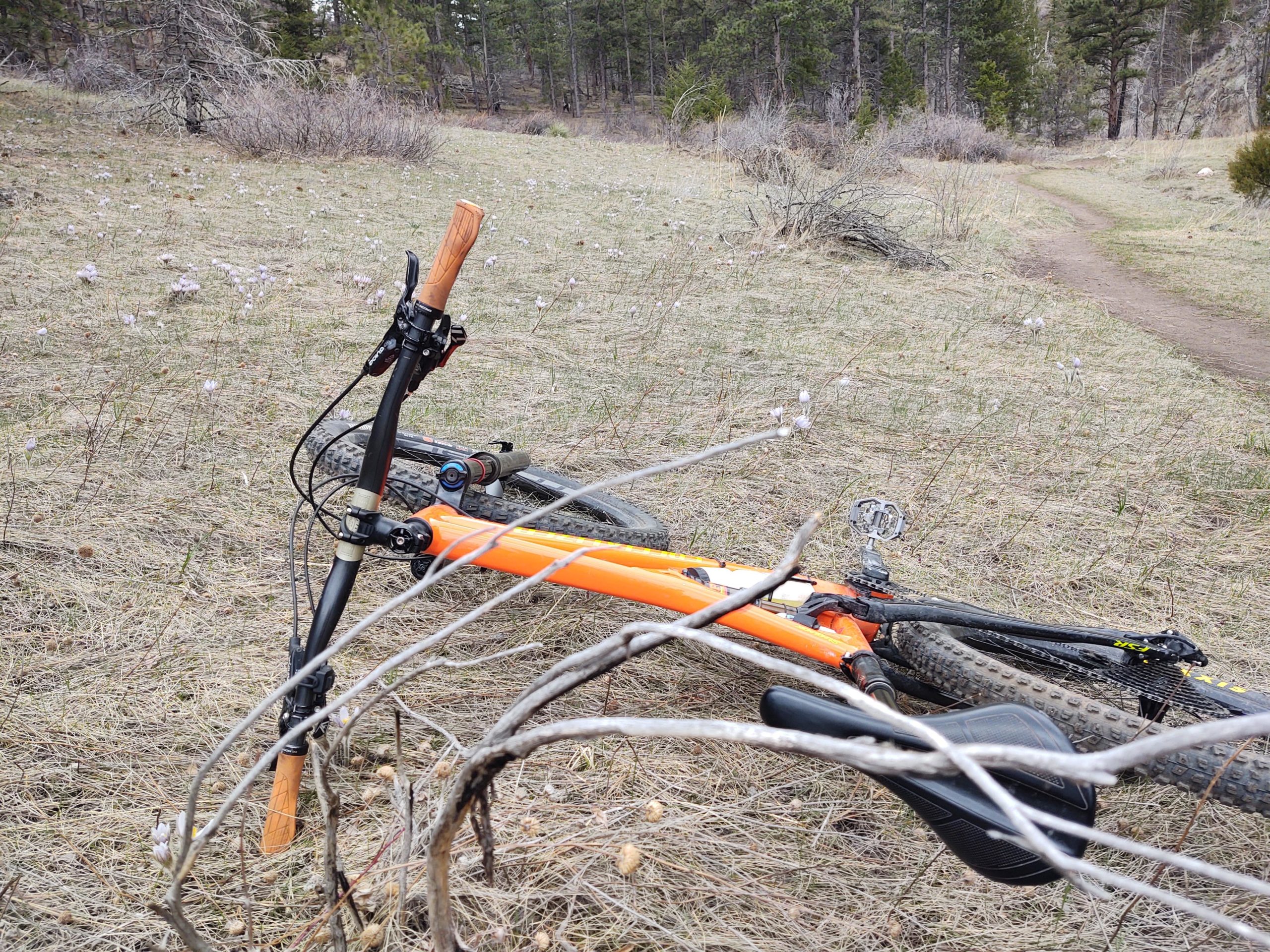 A mountain bike lies on its side in a grassy area, partially obscured by branches. The bike has a vibrant orange frame and brown wooden handlebars. In the background, there are patches of blooming flowers and a winding dirt trail surrounded by trees. Young Gulch mountain bike trail.