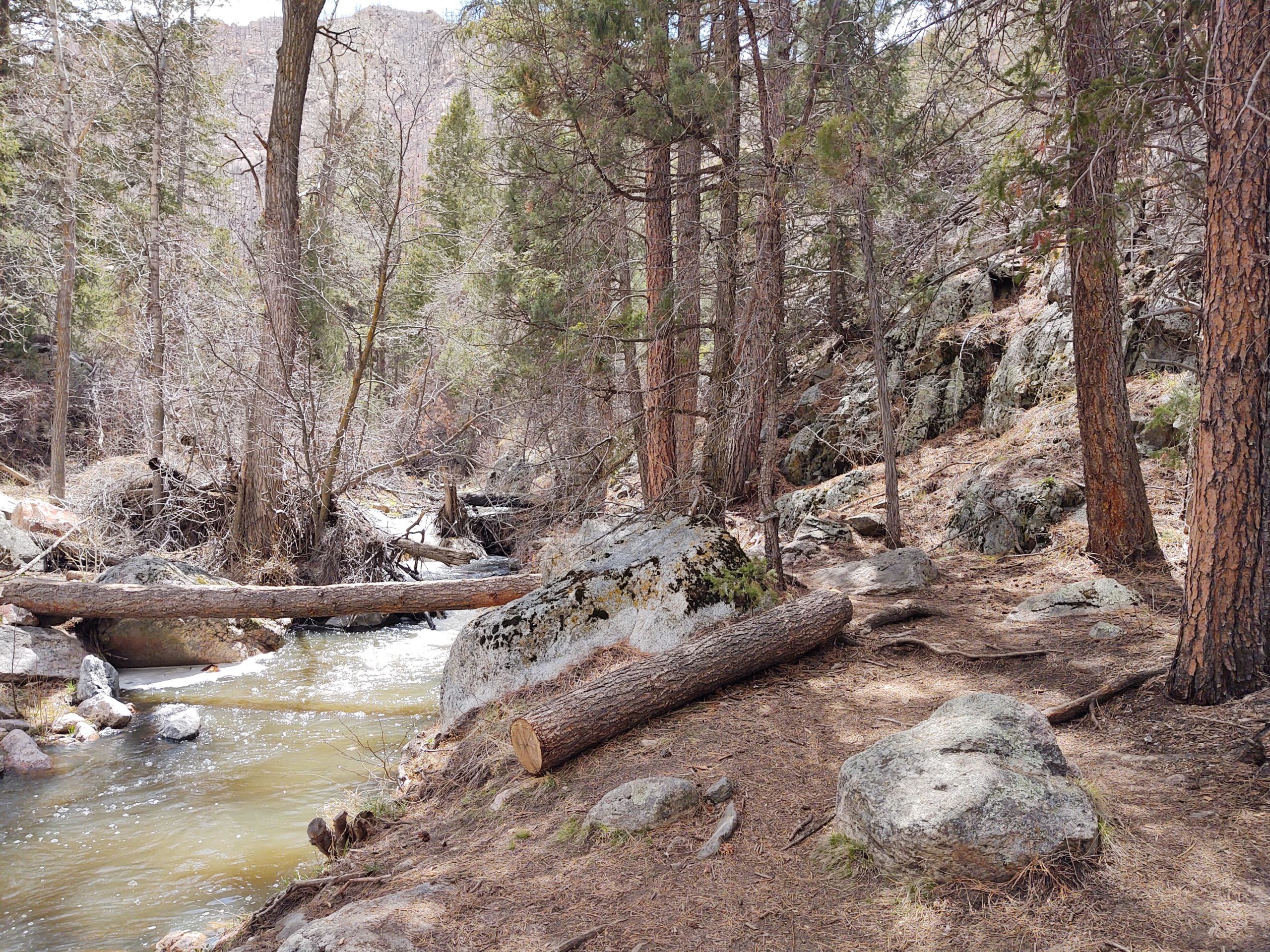 A serene forest scene featuring a gently flowing creek surrounded by tall trees and rocky terrain. A fallen log lies across the water, and various sized rocks are scattered along the water's edge. The ground is covered with pine needles and patches of bare earth, indicating early spring conditions. Young Gulch mountain bike trail.