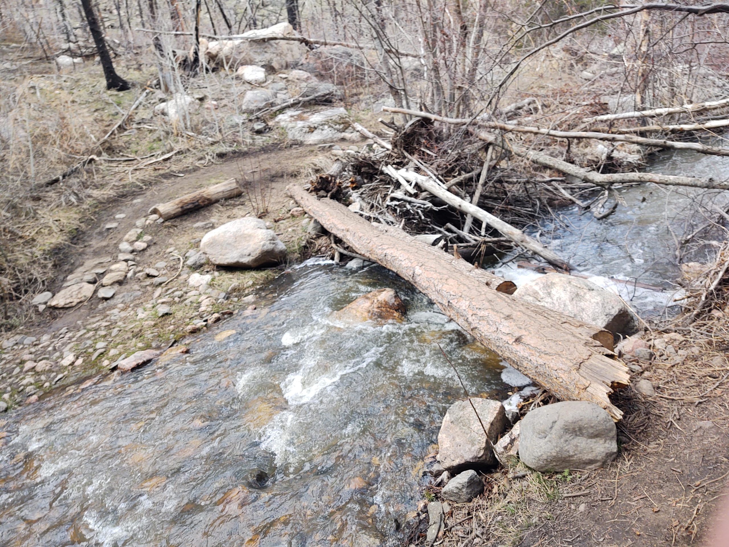 A scenic view of a rocky stream flowing through a forested area, with a fallen log bridging the stream. The path alongside the water is partially visible, surrounded by grass, small stones, and scattered branches from nearby trees. The landscape appears to be in a natural, somewhat rugged state, with bare trees and earthy colors. Young Gulch mountain bike trail.
