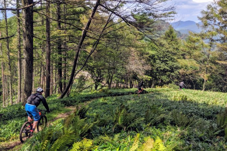 Three mountain bikers navigate a winding trail through a lush forest, surrounded by tall trees and ferns. The scene showcases a vibrant green landscape beneath a partly cloudy sky, with mountains visible in the background.