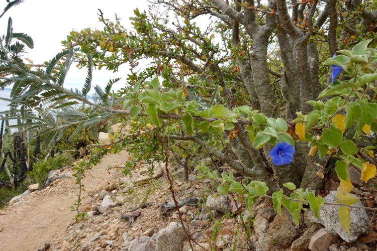 A scenic view of a winding dirt path bordered by vibrant greenery, featuring a mix of leaves in shades of green and yellow. A striking blue flower stands out among the foliage, with a background of rocky terrain and sparse trees. The landscape suggests a natural, outdoor setting, possibly near a coastal area.