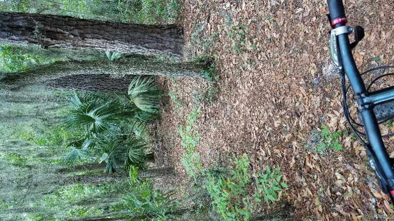 A view of a woodland trail surrounded by tall trees and lush vegetation, with a bicycle handlebar in the foreground. The ground is covered with fallen leaves, and ferns and palm-like plants are visible along the path, suggesting a natural outdoor setting. Alligator Alley mountain bike trail.