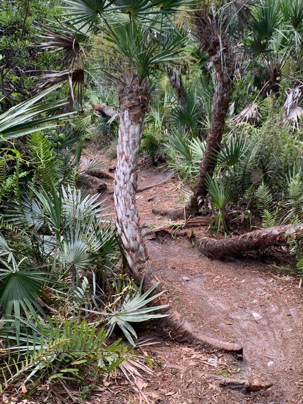 A winding dirt path through a lush, green tropical forest, featuring various palm trees and ferns, with one palm tree curving significantly along the trail. Halpatiokee mountain bike trail.