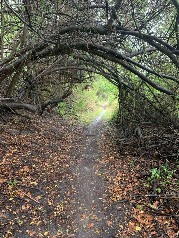 A narrow dirt path lined with fallen leaves, leading through an archway formed by overhanging branches and foliage. The scene is lush and green, suggesting a tranquil, wooded area. Fort Pierce Mountain Bike Trail mountain bike trail.
