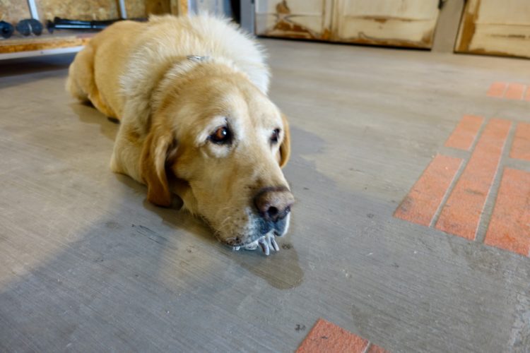 A golden retriever lying on a concrete floor, resting its head on the ground with a calm expression. The background features some storage shelves and wooden doors.