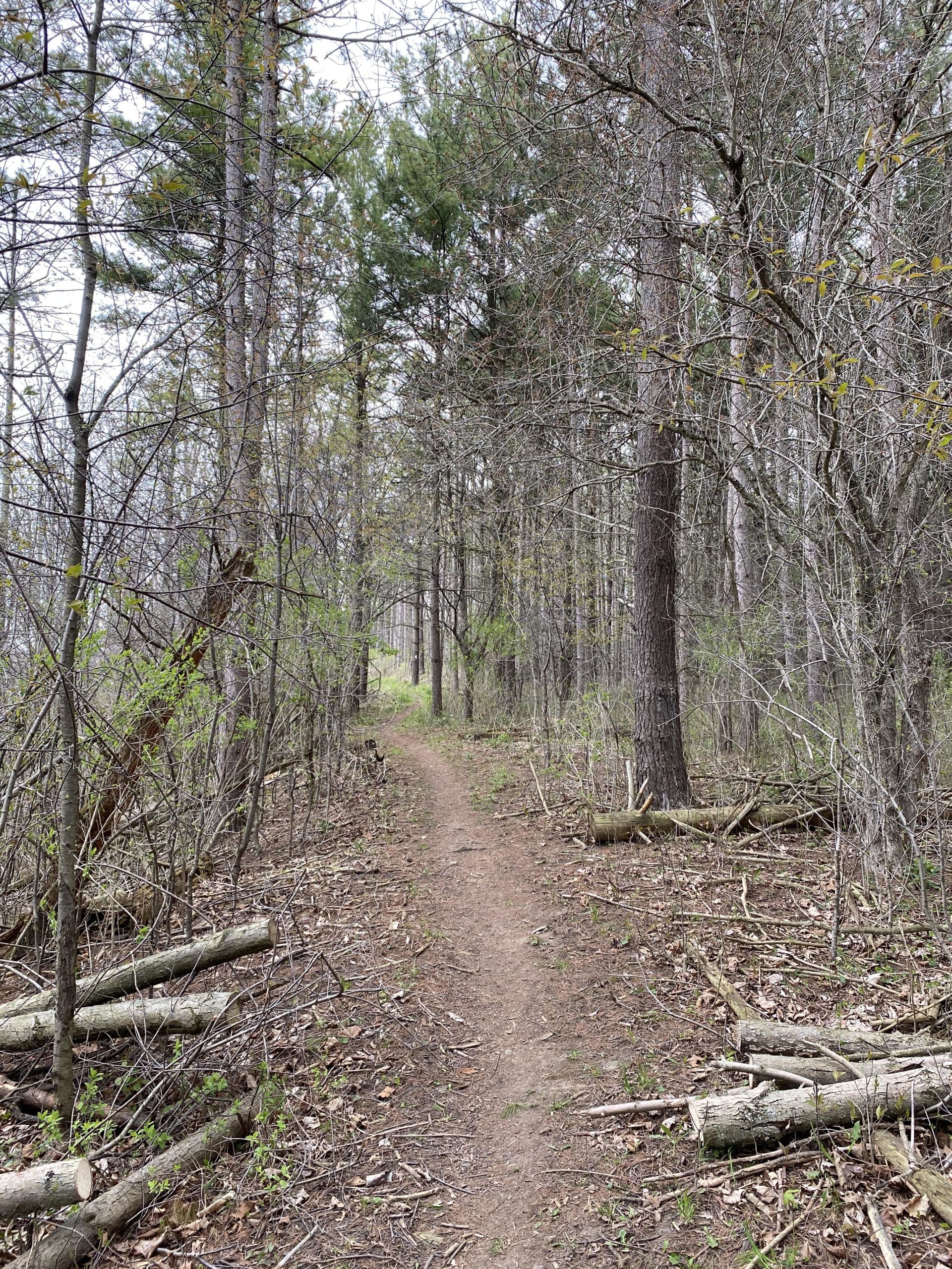 A narrow dirt path winding through a forest, flanked by trees with sparse leaves. The ground is covered with fallen branches and scattered leaves, indicating early spring. The trail leads deeper into the woods, surrounded by tall trees and underbrush. Union station back woods mountain bike trail.