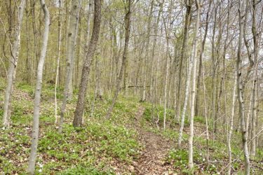 A serene forest path winding through a woodland area, flanked by slender trees and patches of green foliage. The ground is covered with fallen leaves, and small white flowers can be seen blooming among the plants, suggesting early spring. The atmosphere is peaceful and natural, with a clear sky visible through the branches. Fanshawe Lake mountain bike trail.