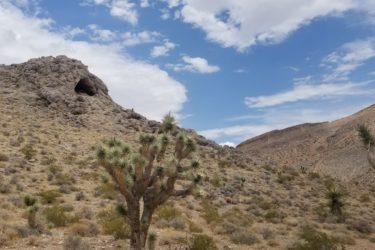 A desert landscape featuring a Joshua tree in the foreground, surrounded by sparse vegetation and rocky terrain. In the background, a rugged rock formation and a cave entrance are visible under a partly cloudy sky. Cottonwood Valley North mountain bike trail.