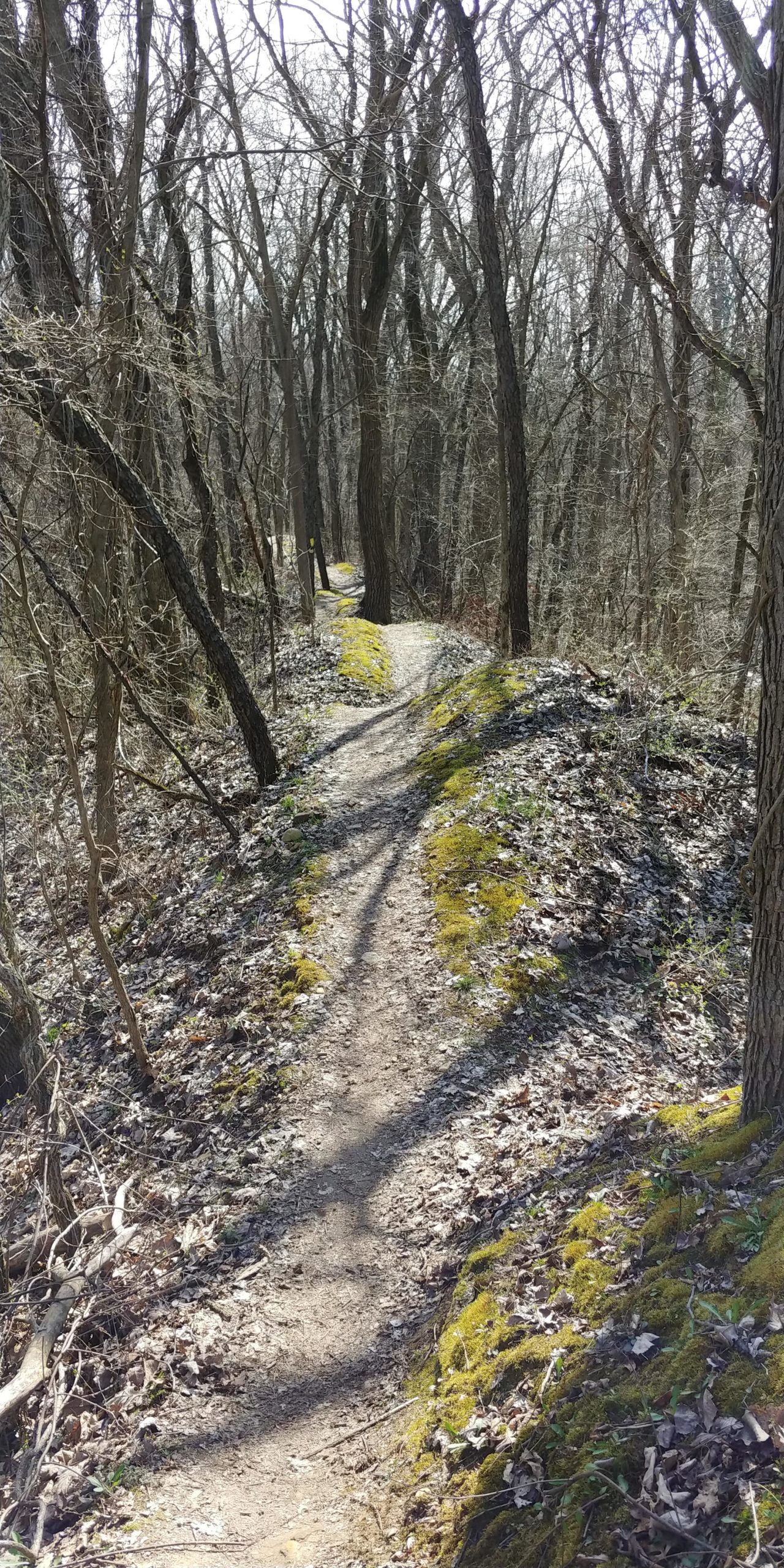 A narrow, winding trail surrounded by bare trees and patches of moss, with fallen leaves lining the path. The scene is illuminated by soft sunlight filtering through the branches, creating a serene, natural atmosphere. Saw Wee Kee Park mountain bike trail.