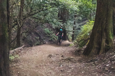 A cyclist riding along a dirt path in a lush forest, surrounded by tall trees and dense greenery. The scene conveys a sense of adventure and tranquility in nature. Joaquin Miller mountain bike trail.