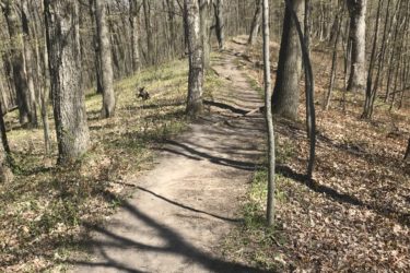 A dirt path winding through a forest with bare trees and scattered foliage, under a clear blue sky. The trail is surrounded by green grass and fallen leaves, indicating an early spring setting. Glacial Blue Hills mountain bike trail.
