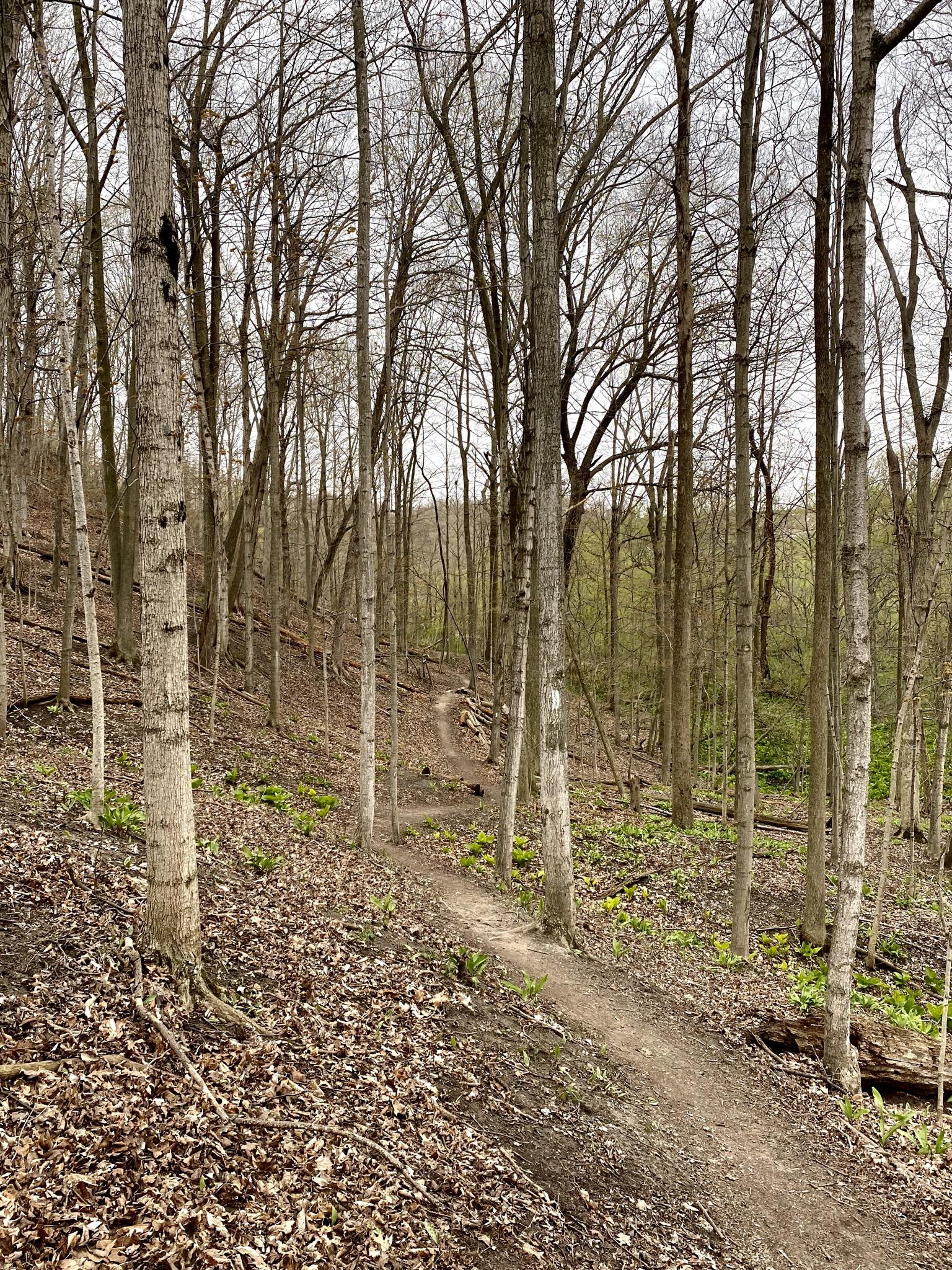 A tranquil forest scene featuring a winding dirt path through a grove of bare trees, with scattered leaves and patches of green emerging from the ground. The atmosphere appears calm and slightly overcast, capturing the early signs of spring amid the still barren branches. Union station back woods mountain bike trail.