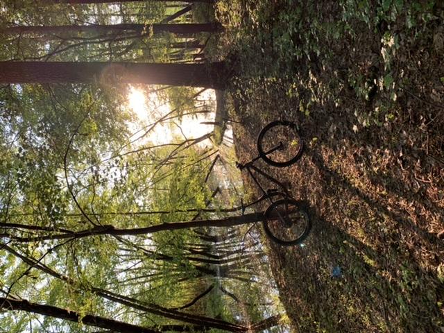A mountain bike resting on a forest path, surrounded by lush greenery and trees. Soft sunlight filters through the leaves, creating dappled shadows on the ground and highlighting the peaceful atmosphere near a body of water visible in the background. Allatoona Creek Park mountain bike trail.