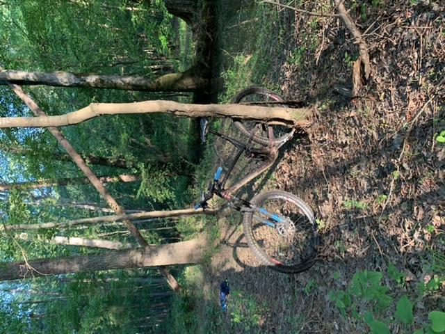 A mountain bike leaning against a tree in a forested area, surrounded by green foliage and dappled sunlight filtering through the leaves. Allatoona Creek Park mountain bike trail.