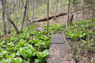 A wooden boardwalk surrounded by lush green plants and trees in a forested area, showing signs of spring with emerging foliage and fallen leaves on the ground. Fanshawe Lake mountain bike trail.