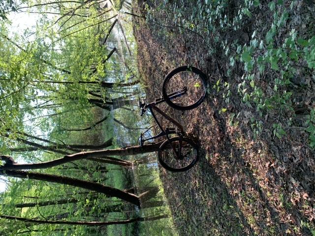 A black bicycle parked on a path surrounded by lush green trees and foliage, with a small body of water visible in the background. Sunlight filters through the leaves, casting dappled shadows on the ground covered in fallen leaves. Allatoona Creek Park mountain bike trail.