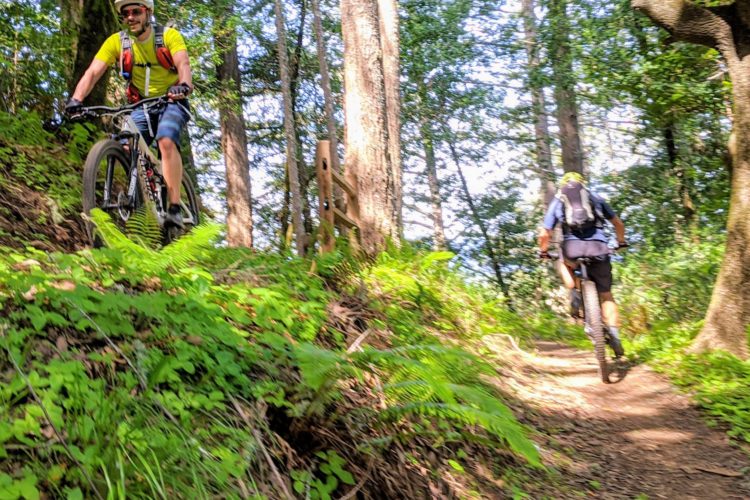 A mountain biker in a bright yellow shirt rides downhill on a forested trail surrounded by tall trees and greenery. Another cyclist follows behind on a slightly winding path, enjoying the scenic outdoor environment.