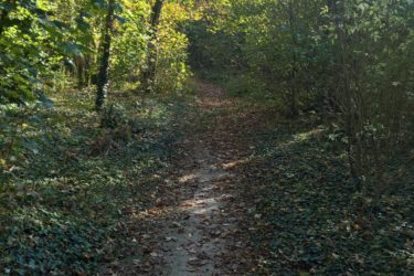 A serene dirt trail meanders through a lush forest, flanked by vibrant green trees and scattered autumn leaves, creating a tranquil atmosphere. Sunlight filters through the canopy, illuminating the path ahead. Hidenbourg line mountain bike trail.