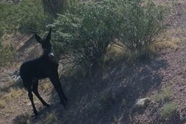 A black animal standing on a sloped area near a bush in a dry, desert-like environment. The animal is facing away from the camera, showcasing its elongated ears and slender legs against a background of sparse vegetation and rocky terrain. Cottonwood Valley North mountain bike trail.