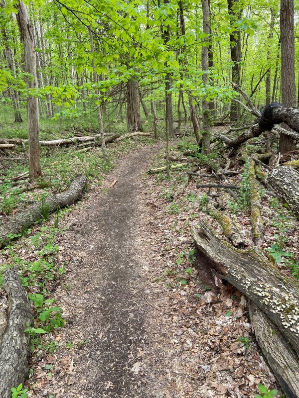 A narrow dirt path winding through a vibrant green forest, with tall trees and fallen logs scattered along the ground. The scene captures the tranquility of nature, showcasing fresh spring foliage and a peaceful atmosphere. East Fork mountain bike trail.