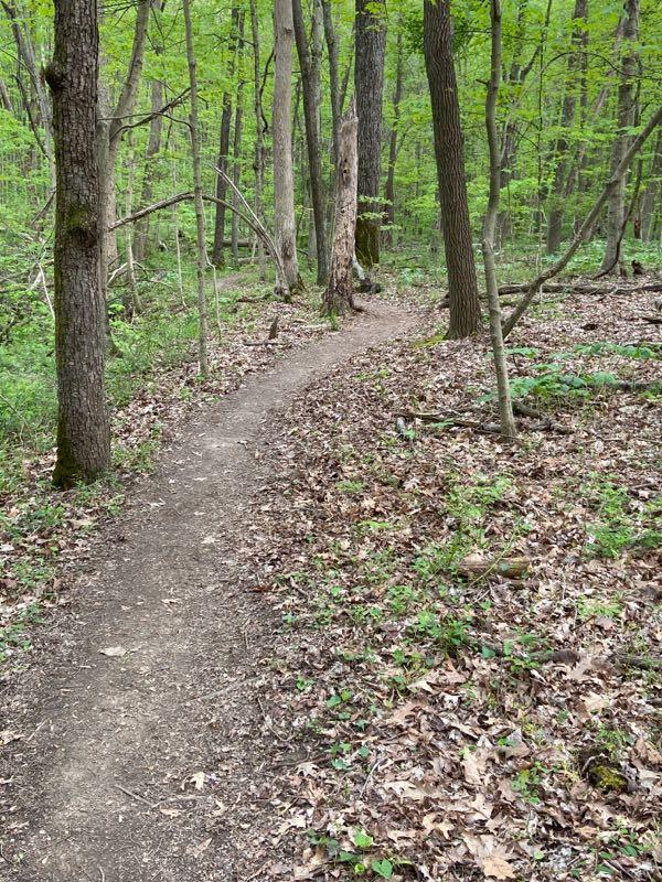 A winding dirt path through a lush green forest, surrounded by trees and scattered leaves on the ground. The scene conveys a peaceful outdoor setting with vibrant foliage. East Fork mountain bike trail.