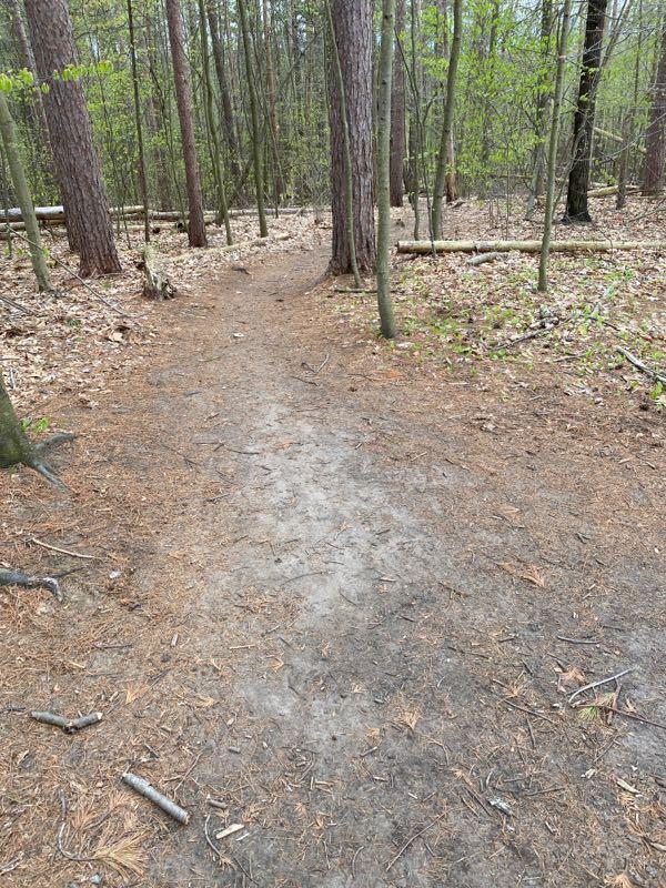 A dirt path winding through a forest, flanked by tall trees with sparse foliage and fallen leaves scattered on the ground. The setting is calm and natural, suggesting a peaceful hiking or walking trail. Luther Forest mountain bike trail.