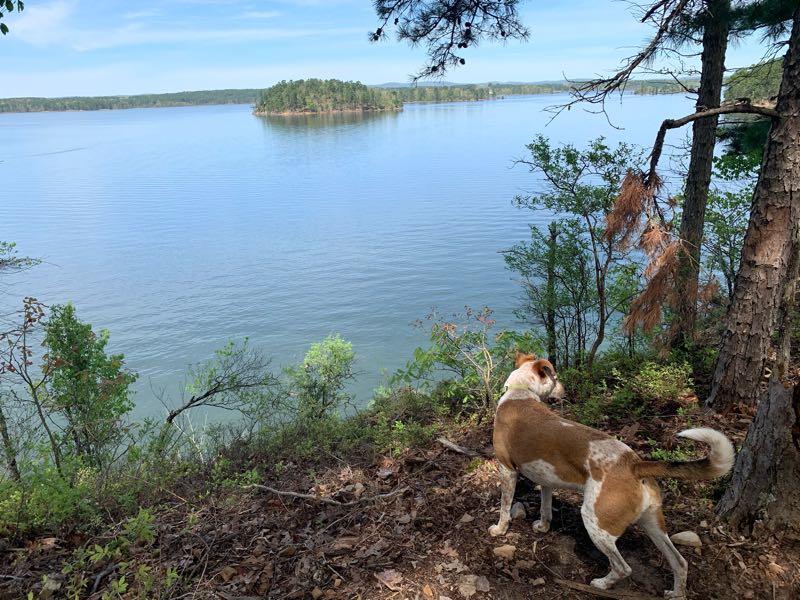 A brown and white dog standing on a hillside, looking out at a calm, blue lake with a small island in the distance. The scene is framed by green trees and shrubs, under a clear blue sky. Iron Mountain mountain bike trail.