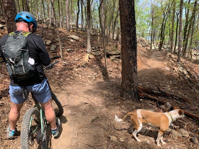 A person wearing a helmet and a backpack stands beside a mountain bike on a dirt trail in a wooded area. A dog is nearby, exploring the surroundings. The path is surrounded by trees and rocky terrain, indicating a natural outdoor setting. Iron Mountain mountain bike trail.