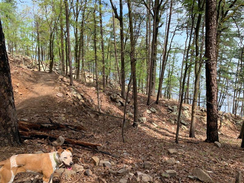 A brown and white dog stands on a rocky path in a forested area, surrounded by tall trees and greenery. The trail winds up a hill, with patches of sunlight filtering through the leaves. In the background, a body of water is visible through the trees. Iron Mountain mountain bike trail.