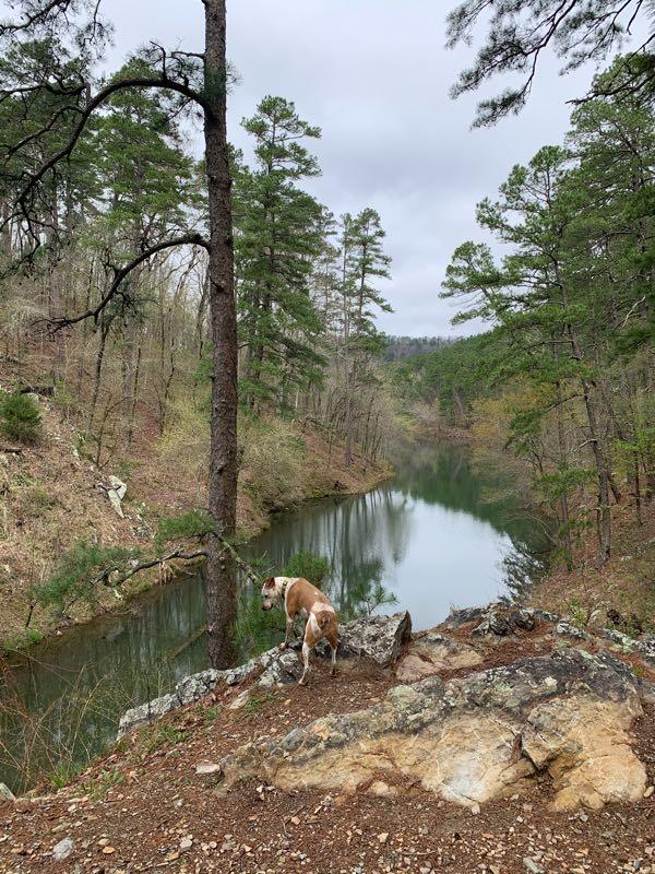 A brown and white dog stands on a rocky ledge overlooking a calm river surrounded by trees. The scene is set in a wooded area with a cloudy sky, creating a peaceful nature setting. Cedar Glades Trail mountain bike trail.
