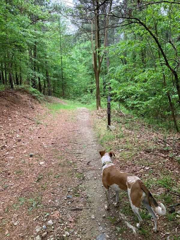 A dog stands on a dirt trail in a lush, green forest, looking ahead. The path is lined with pine needles and small rocks, surrounded by tall trees and dense foliage. A trail sign can be seen to the right, providing directional information. Cedar Glades Trail mountain bike trail.