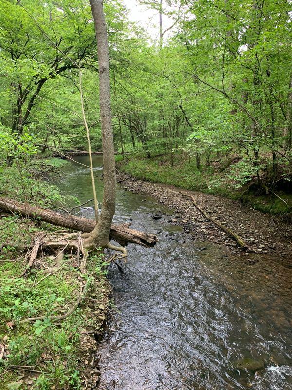 A tranquil forest scene featuring a small stream winding through lush greenery. The stream is bordered by trees and moss-covered rocks, with fallen branches partially submerged in the water. Sunlight filters through the dense foliage above, creating a serene atmosphere. Cedar Glades Trail mountain bike trail.