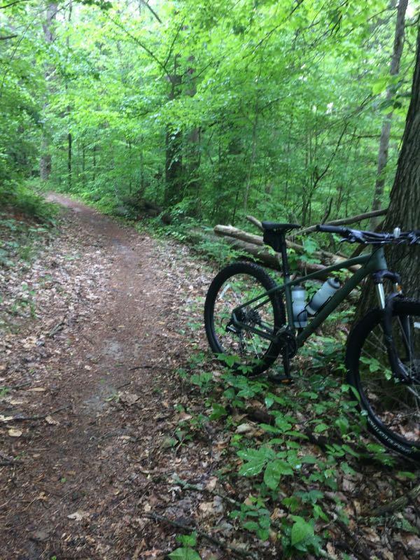 A mountain bike resting on a dirt path surrounded by lush green foliage and trees in a forested area. The trail is slightly winding and covered with leaves, suggesting a serene outdoor setting for biking or hiking. Big Hollow Trail mountain bike trail.
