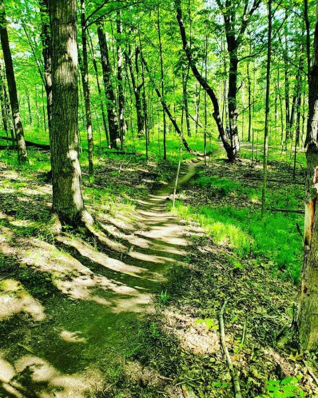 Winding dirt path through a lush green forest, lined with tall trees and dappled sunlight breaking through the leaves. The ground is covered with patches of grass and fallen leaves, creating a serene natural setting. Maybury mountain bike trail.
