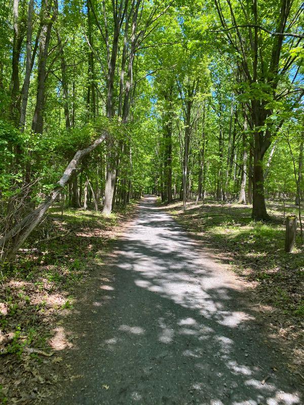 A serene forest pathway surrounded by tall, lush green trees, with dappled sunlight filtering through the leaves, casting shadows on the gravel trail. The path stretches into the distance, inviting exploration in a peaceful natural setting. Richmond Avenue and Forest Hill road mountain bike trail.