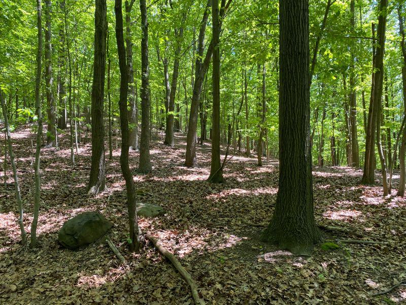 A serene forest scene featuring tall, green trees and a carpet of fallen leaves covering the ground. Sunlight filters through the leaves, creating a dappled light effect on the forest floor. A few rocks and fallen branches are visible among the foliage, suggesting a tranquil, natural environment. Richmond Avenue and Forest Hill road mountain bike trail.