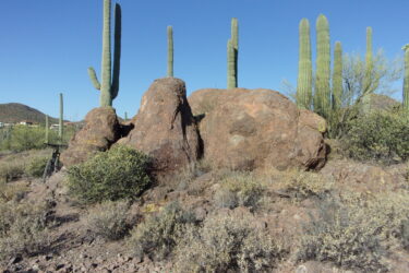 A rocky landscape features large boulders surrounded by desert vegetation, including tall saguaro cacti under a clear blue sky. In the foreground, there are shrubs and sparse ground cover typical of arid environments. The scene captures the rugged beauty of a southwestern desert ecosystem. Enchanted Hills mountain bike trail.